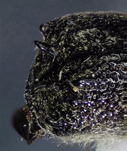Sinoxylon muricatum